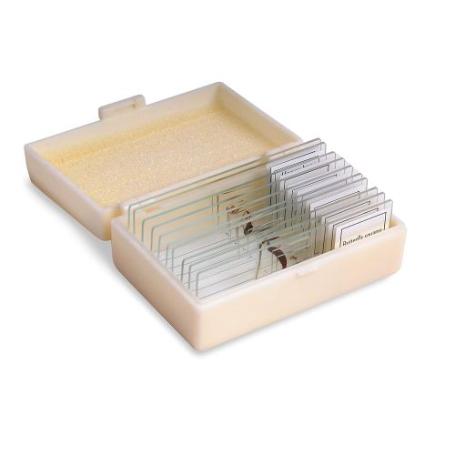  American Educational Products American Educational 10 Piece Glass Prepared Microscope Slide Insect Set