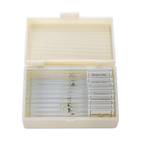  American Educational Products American Educational 10 Piece Glass Prepared Microscope Slide Insect Set