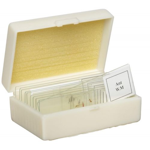  American Educational Products American Educational 10 Piece Glass Prepared Microscope Slide Insect Set
