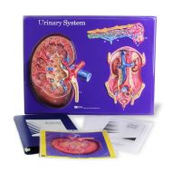 American Educational Products American Educational Urinary System Model Activity Set
