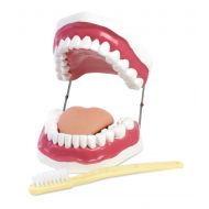 American Educational Products American Educational Oral Hygiene Model with Key