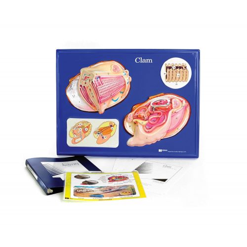  American Educational Products American Educational Clam Model Activity Set