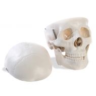 American Educational Products American Educational 7-1391 Human Skull Model, Life-Size, Plastic