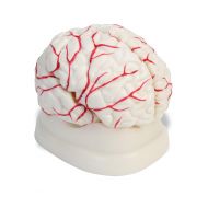 American Educational Products American Educational 7-1414 Eight-Piece Human Brain Model, Life-Size, Plastic, Includes Base