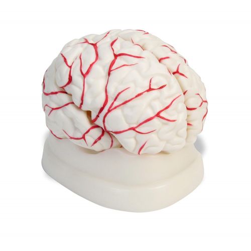  American Educational Products American Educational 7-1414 Eight-Piece Human Brain Model, Life-Size, Plastic, Includes Base