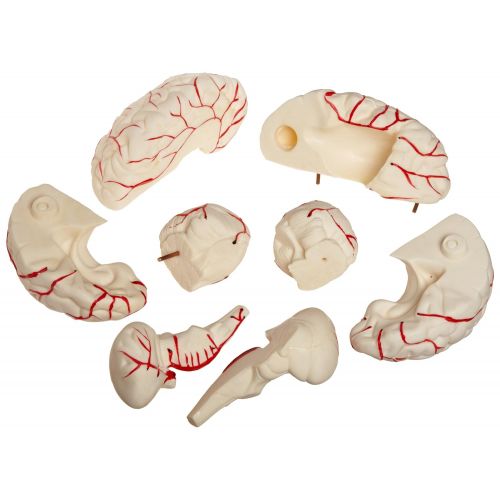  American Educational Products American Educational 7-1414 Eight-Piece Human Brain Model, Life-Size, Plastic, Includes Base