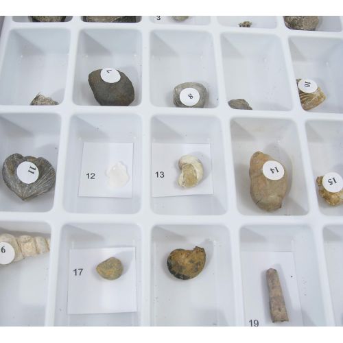  American Educational Products American Educational 30 Piece Advanced Fossil Collection