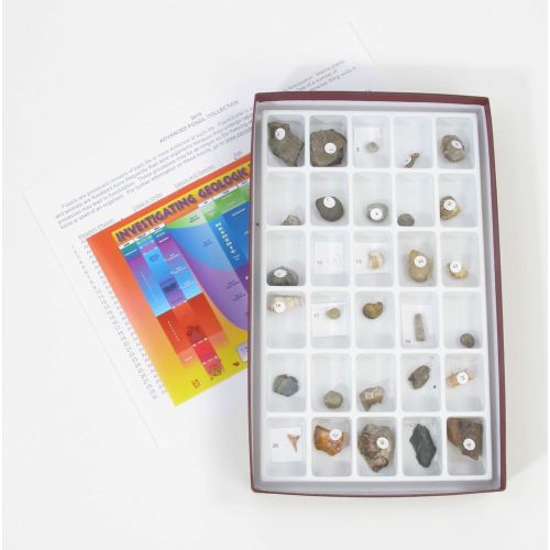  American Educational Products American Educational 30 Piece Advanced Fossil Collection