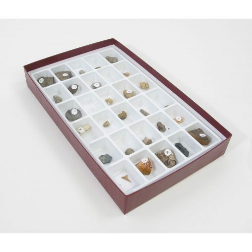  American Educational Products American Educational 30 Piece Advanced Fossil Collection