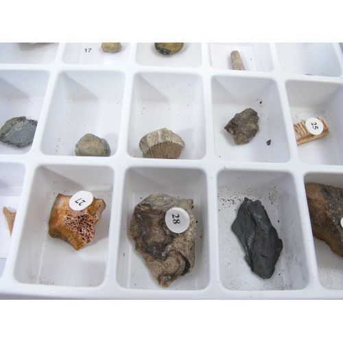  American Educational Products American Educational 30 Piece Advanced Fossil Collection