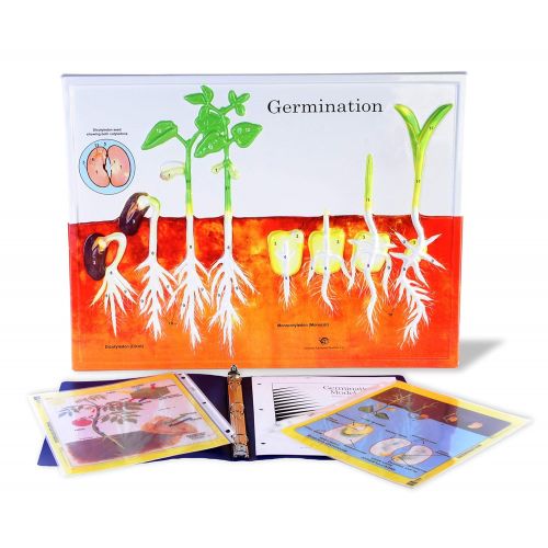  American Educational Products American Educational Germination Model Activity Set