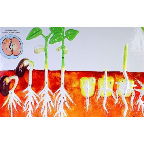  American Educational Products American Educational Germination Model Activity Set