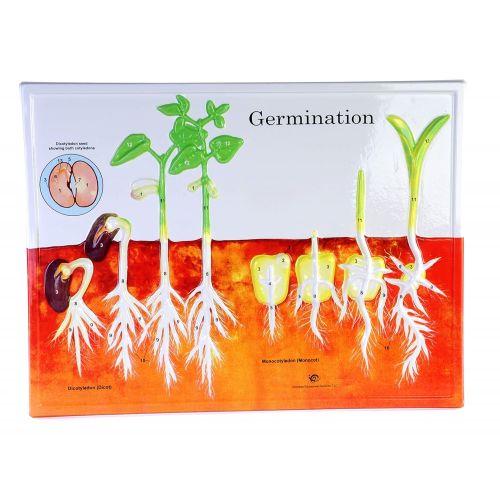 American Educational Products American Educational Germination Model Activity Set