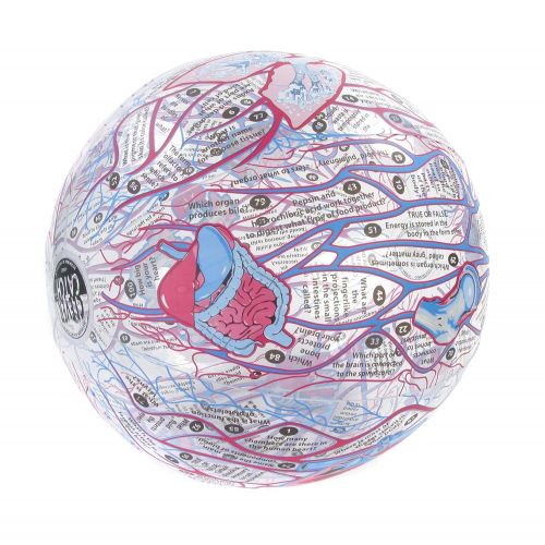  American Educational Products American Educational Vinyl Clever Catch Human Anatomy Ball, 24 Diameter