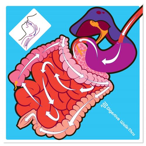  American Educational Products American Educational Vinyl PVC Digestive System Walk-Thru Mat, 70 Length x 70 Width