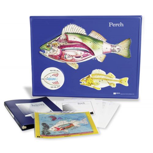  American Educational Products American Educational Perch Model Activity Set