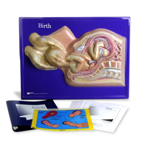  American Educational Products American Educational 6-12 Grade Birth Model Activity Set