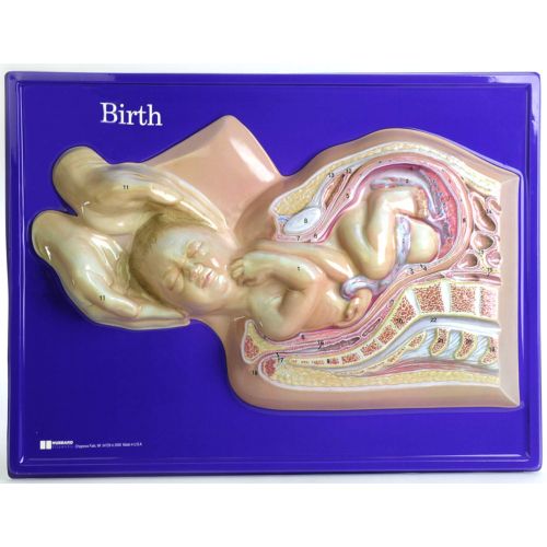  American Educational Products American Educational 6-12 Grade Birth Model Activity Set
