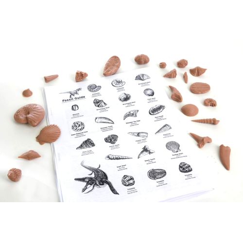  American Educational Products American Educational Basic Fossil Kit