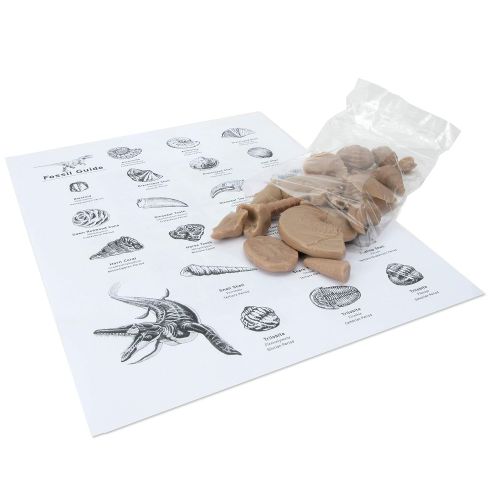  American Educational Products American Educational Basic Fossil Kit