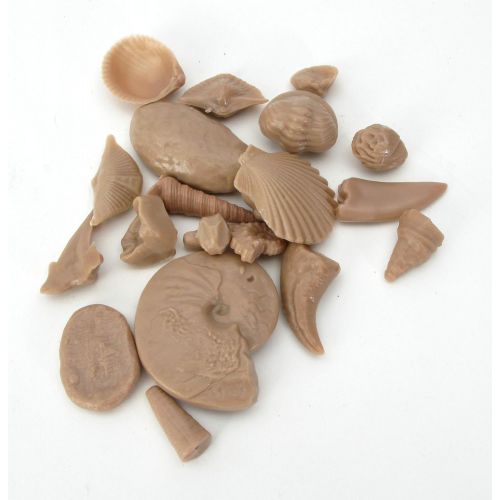  American Educational Products American Educational Basic Fossil Kit