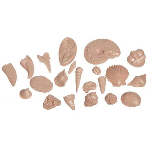  American Educational Products American Educational Earth History 21 Fossils Reproduction Model (Set of 5)