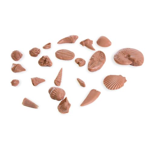  American Educational Products American Educational Earth History 21 Fossils Reproduction Model (Set of 5)