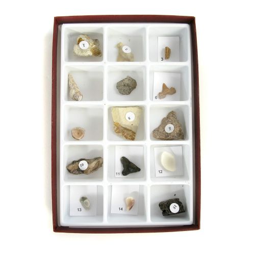  American Educational Products American Educational 15 Piece Cenozoic Fossils Specimens Collection