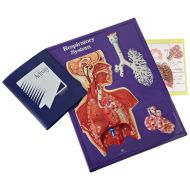 American Educational Products American Educational Respiratory System Model Activity Set