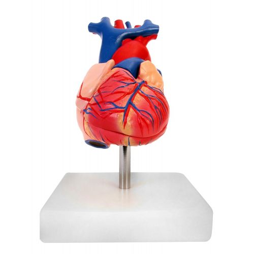  American Educational Products American Educational 7-1415 Life-Size Human Heart Model on Base, Plastic, 6 x 5 x 6 Inches