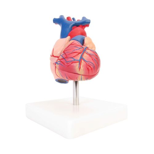  American Educational Products American Educational 7-1415 Life-Size Human Heart Model on Base, Plastic, 6 x 5 x 6 Inches