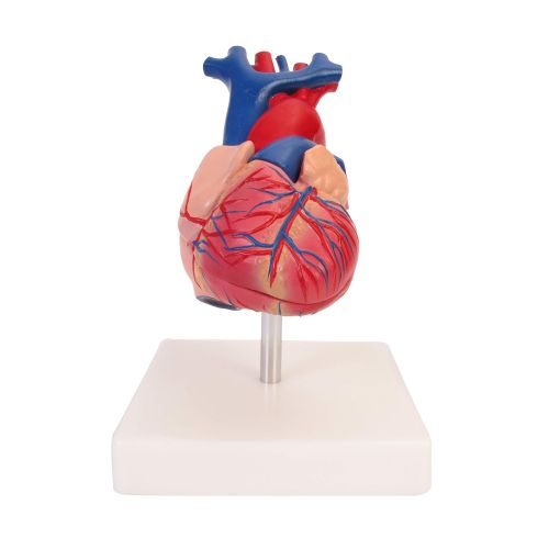  American Educational Products American Educational 7-1415 Life-Size Human Heart Model on Base, Plastic, 6 x 5 x 6 Inches