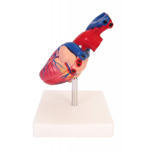  American Educational Products American Educational 7-1415 Life-Size Human Heart Model on Base, Plastic, 6 x 5 x 6 Inches