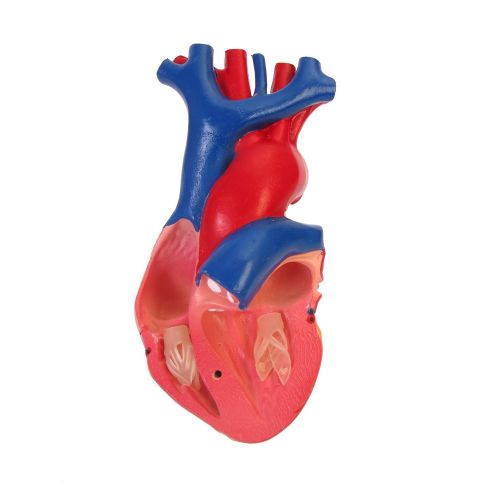  American Educational Products American Educational 7-1415 Life-Size Human Heart Model on Base, Plastic, 6 x 5 x 6 Inches