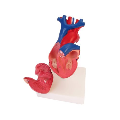  American Educational Products American Educational 7-1415 Life-Size Human Heart Model on Base, Plastic, 6 x 5 x 6 Inches