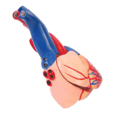  American Educational Products American Educational 7-1415 Life-Size Human Heart Model on Base, Plastic, 6 x 5 x 6 Inches