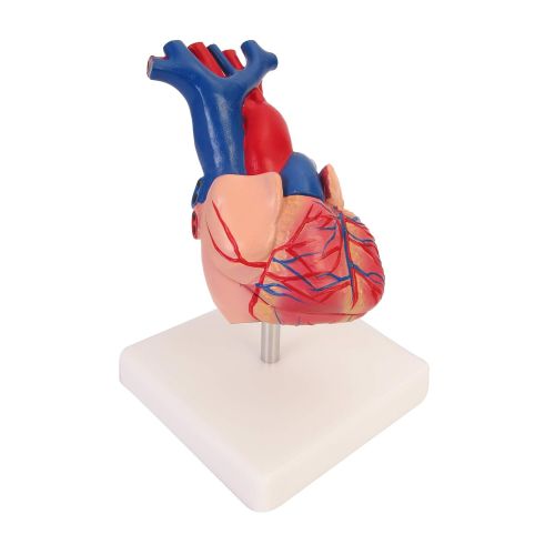  American Educational Products American Educational 7-1415 Life-Size Human Heart Model on Base, Plastic, 6 x 5 x 6 Inches