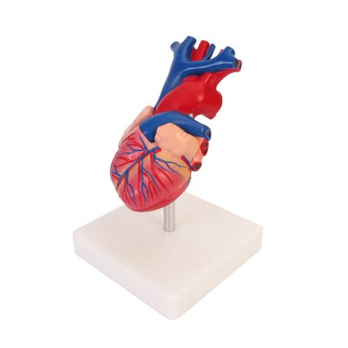  American Educational Products American Educational 7-1415 Life-Size Human Heart Model on Base, Plastic, 6 x 5 x 6 Inches