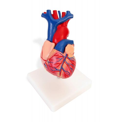  American Educational Products American Educational 7-1415 Life-Size Human Heart Model on Base, Plastic, 6 x 5 x 6 Inches