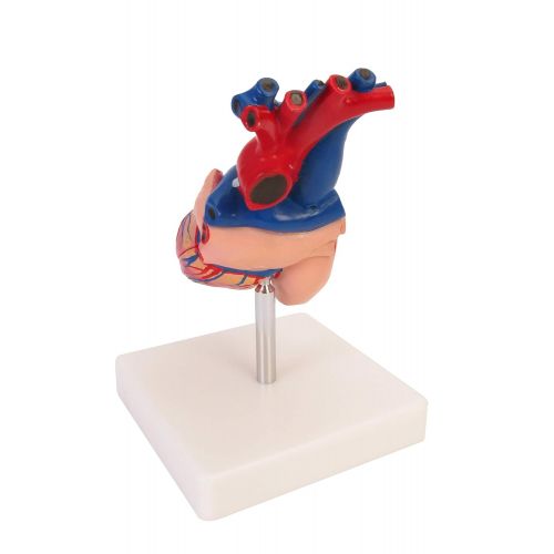  American Educational Products American Educational 7-1415 Life-Size Human Heart Model on Base, Plastic, 6 x 5 x 6 Inches