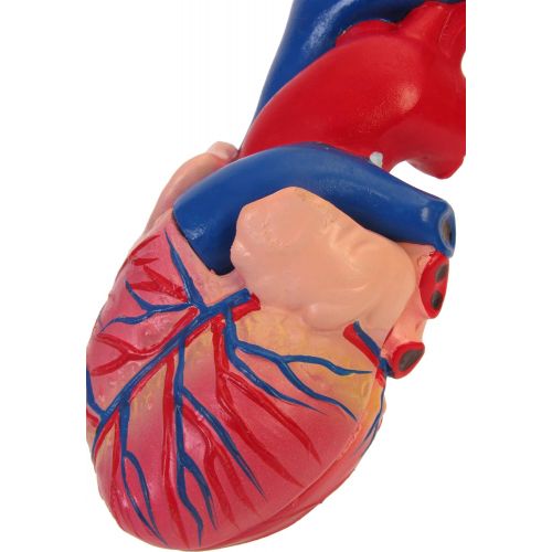  American Educational Products American Educational 7-1415 Life-Size Human Heart Model on Base, Plastic, 6 x 5 x 6 Inches