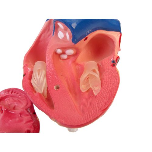  American Educational Products American Educational 7-1415 Life-Size Human Heart Model on Base, Plastic, 6 x 5 x 6 Inches