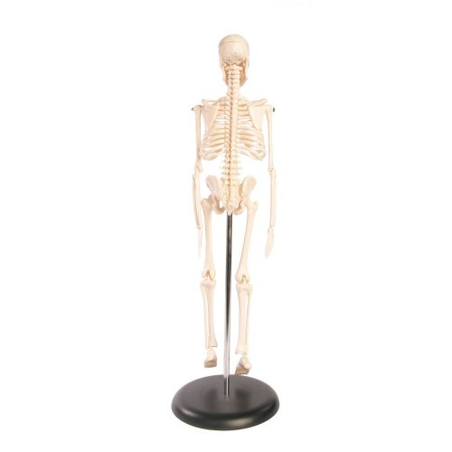  American Educational Products American Educational Skeleton Model, 17 Height