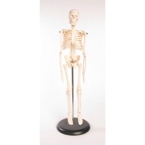  American Educational Products American Educational Skeleton Model, 17 Height