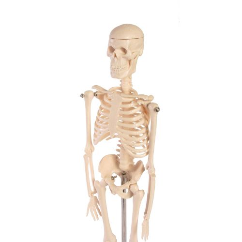  American Educational Products American Educational Skeleton Model, 17 Height