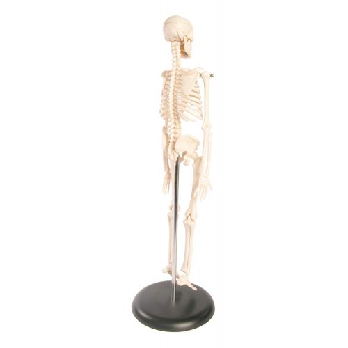  American Educational Products American Educational Skeleton Model, 17 Height