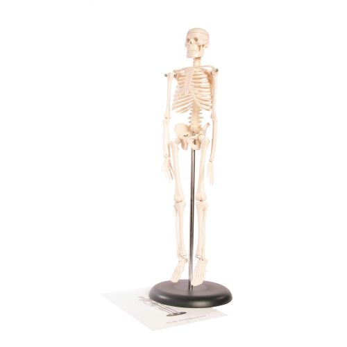  American Educational Products American Educational Skeleton Model, 17 Height