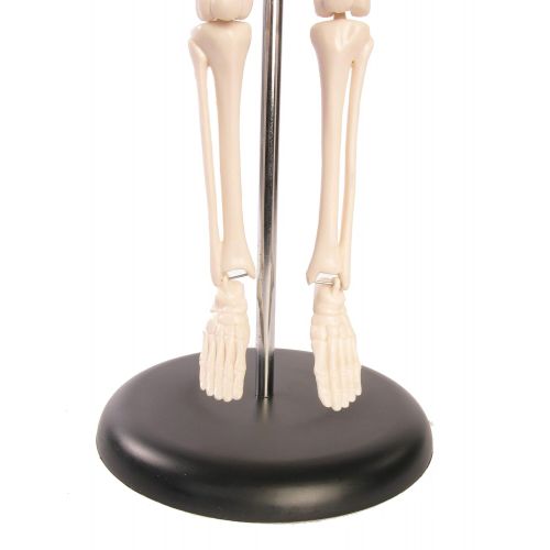  American Educational Products American Educational Skeleton Model, 17 Height