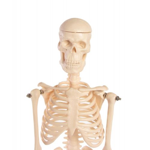  American Educational Products American Educational Skeleton Model, 17 Height