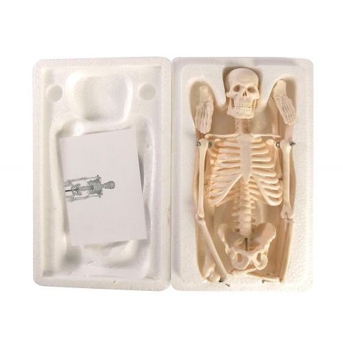  American Educational Products American Educational Skeleton Model, 17 Height